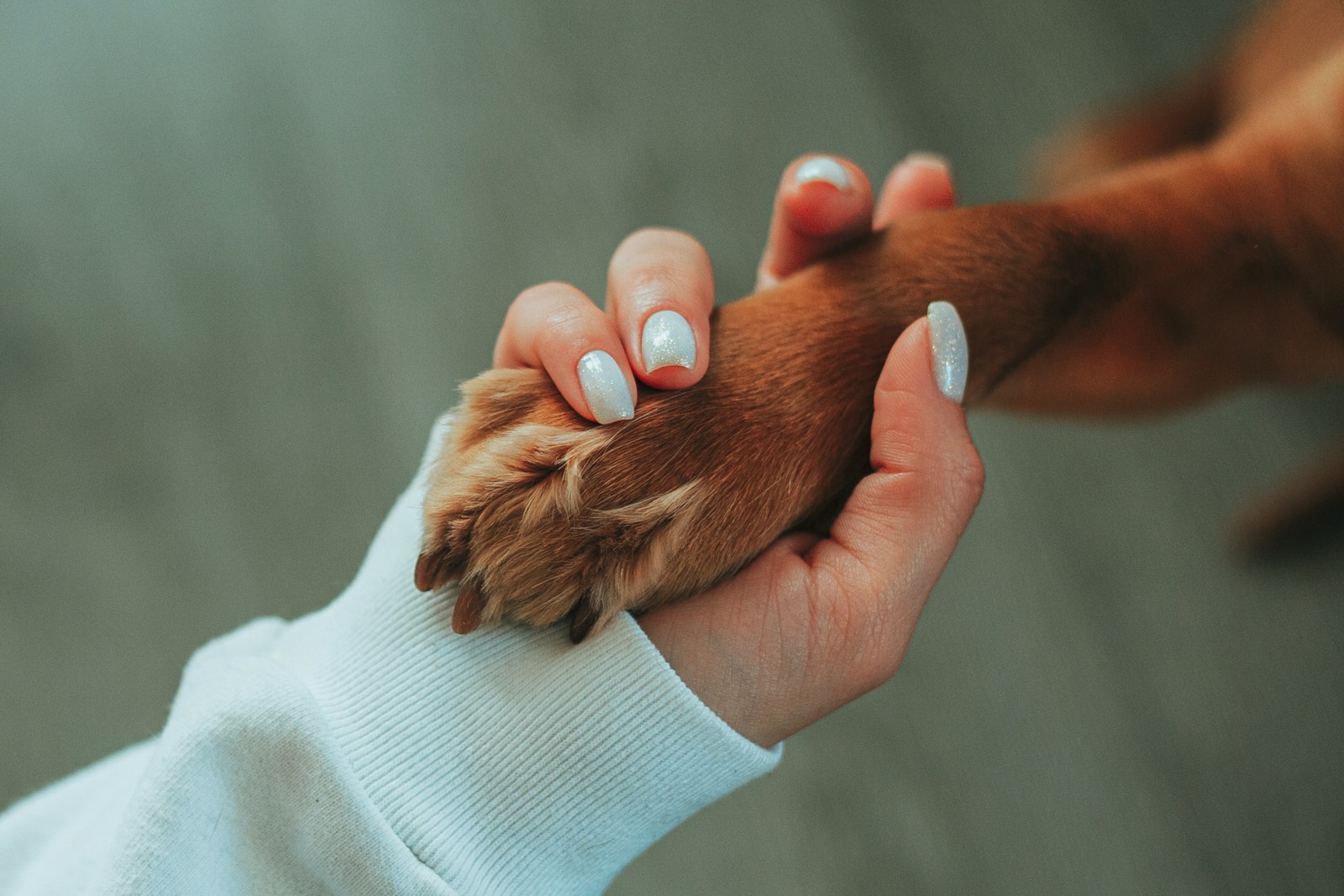 A human hand supporting a dog’s paw
