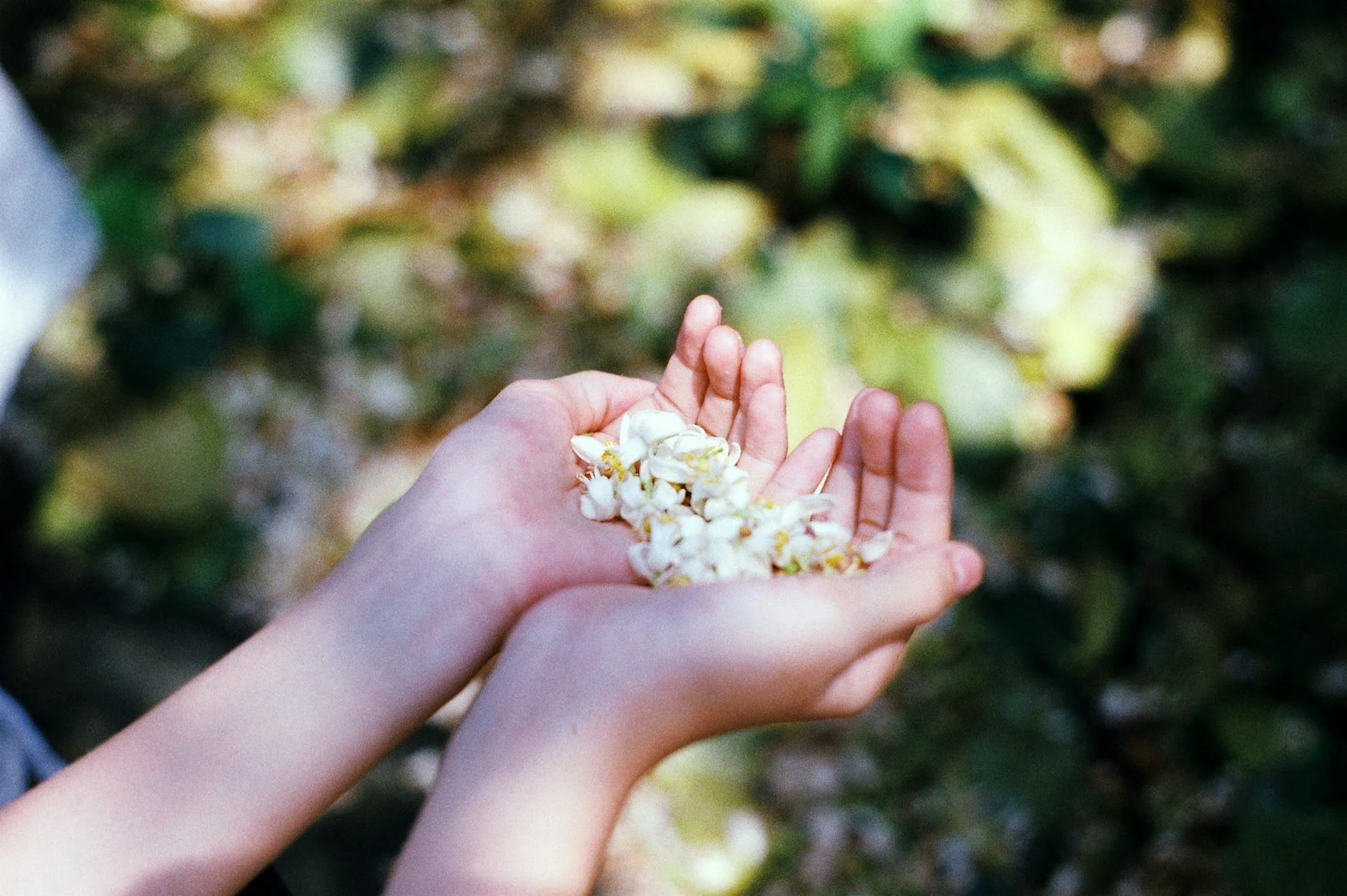 Hands gently holding small white flowers in soft natural light